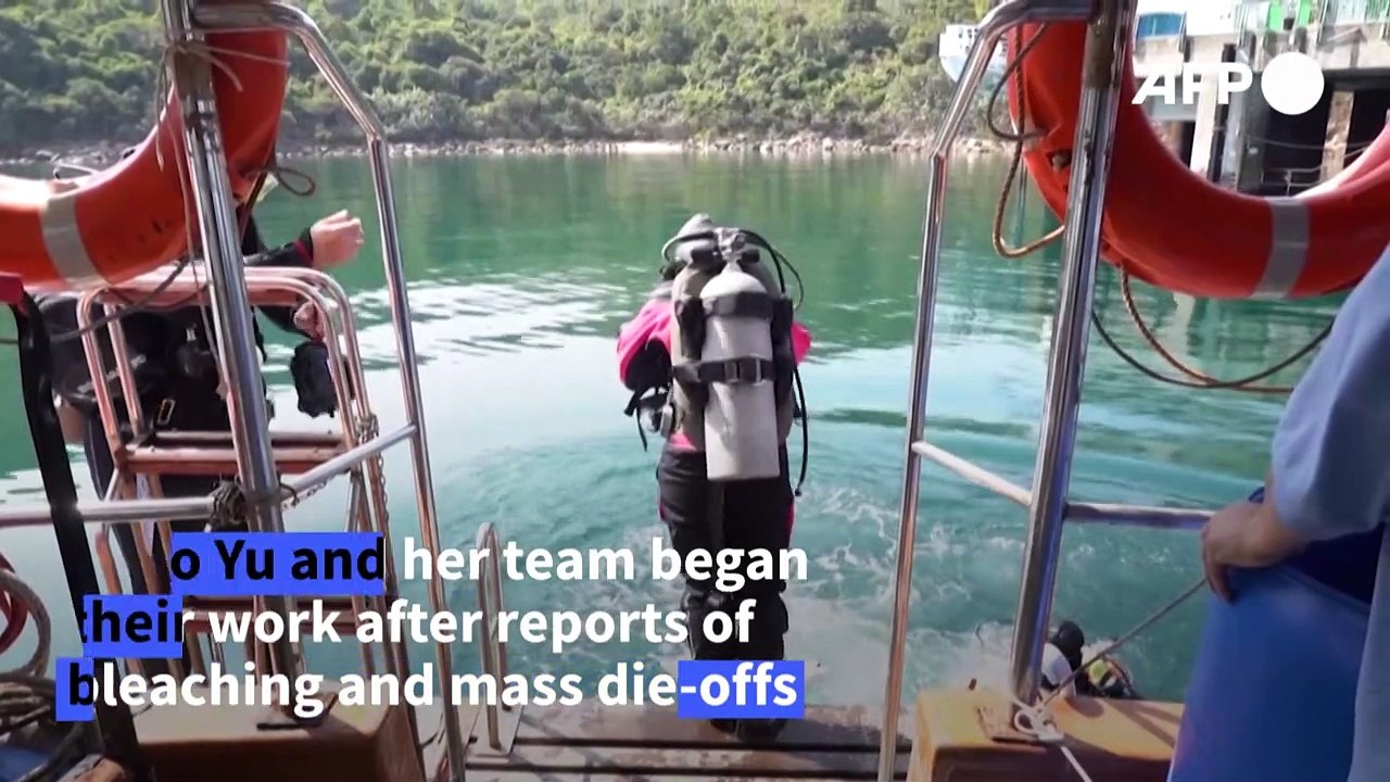 Coral reefs are dying, these scientists say technology and education are key to saving them