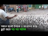 সকাল হলেই ইসহাক ও আনন্দের কাছে ছুটে আসে শত শত শালিক  | Jagonews24.com