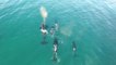 Orcas en peligro por contaminación en los océanos y actividades humanas