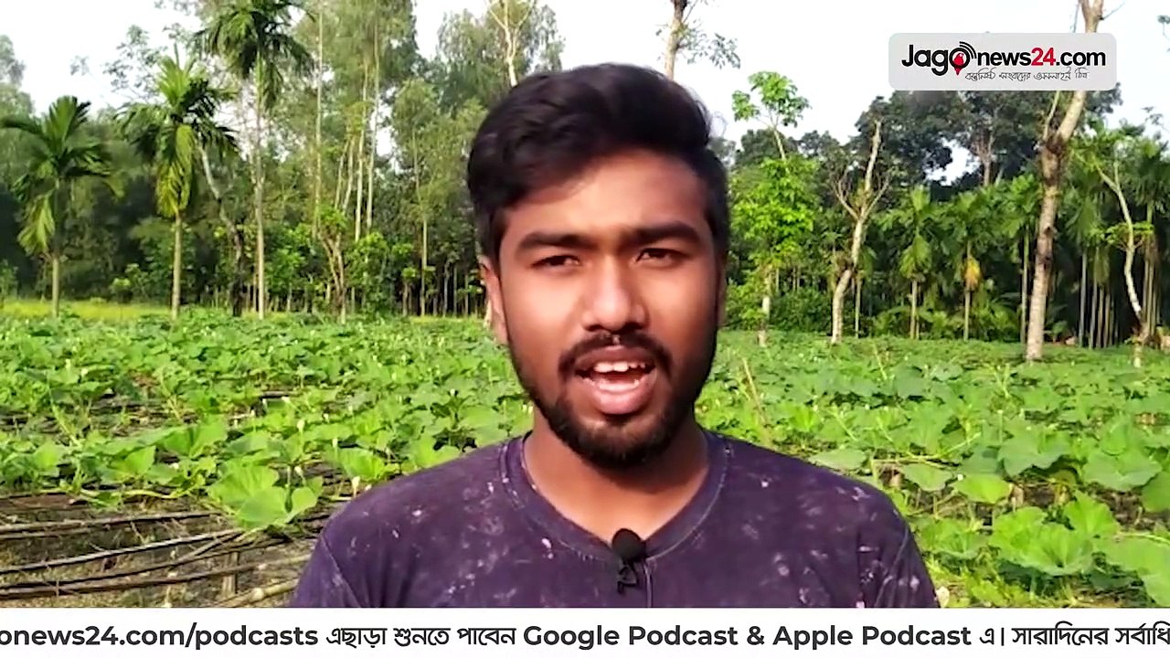 প্রতিটি লাউ ৪০ টাকা, লাভবান চাষিরা | Jagonews24.com