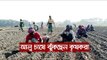 ভালো দাম পাওয়ায় এবারও আলু চাষে ঝুঁকছেন কৃষকরা | Jagonews24.com