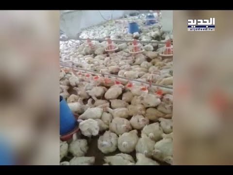 لبنان يشهد على ثورة الفراخ! – جويل الحاج موسى