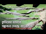 কুমিরের খামারে সম্ভাবনা দেখছে বাংলাদেশ  | Jagonews24.com