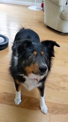 Squeaky Toy Activates Doggy's Tongue