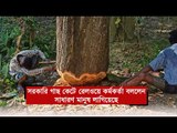 সরকারি গাছ কেটে রেলওয়ে কর্মকর্তা বললেন, সাধারণ মানুষ লাগিয়েছে  | Jagonews24.com