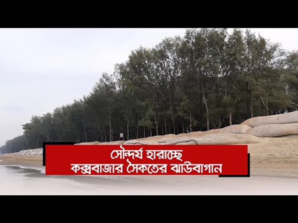 সৌন্দর্য হারাচ্ছে কক্সবাজার সৈকতের ঝাউবাগান | Jagonews24.com