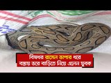 বিষধর রাসেল ভাইপার ধরে বস্তায় ভরে বাড়িতে নিয়ে এলেন যুবক  | Jagonews24.com