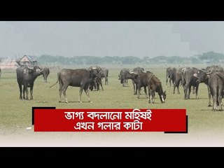 ভাগ্য বদলানো মহিষই এখন গলার কাটা  | Jagonews24.com