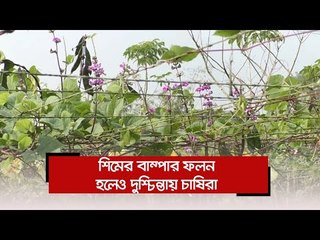 শিমের বাম্পার ফলন হলেও দুশ্চিন্তায় চাষিরা  | Jagonews24.com