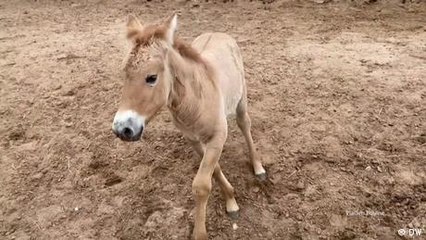 Can cloning help save endangered species?