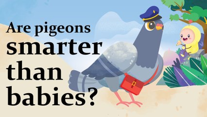 Platoon Thumbs Up: Pigeons are smarter than babies?