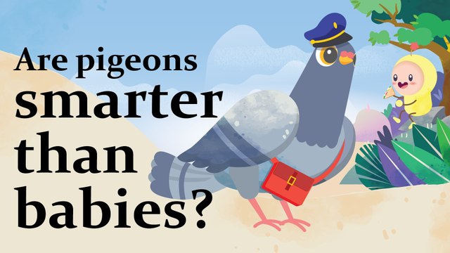Platoon Thumbs Up: Pigeons are smarter than babies?