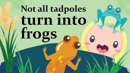 Platoon Thumbs Up: The Weird Tadpole