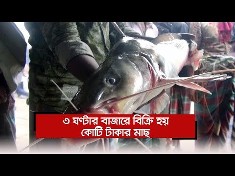 ৩ ঘণ্টার বাজারে বিক্রি হয় কোটি টাকার মাছ | Jagonews24.com