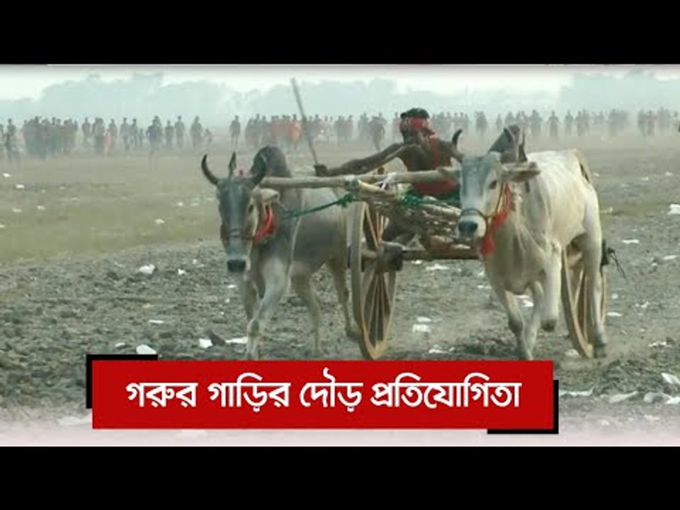 গরুর গাড়ির দৌড় প্রতিযোগিতা  | Jagonews24.com