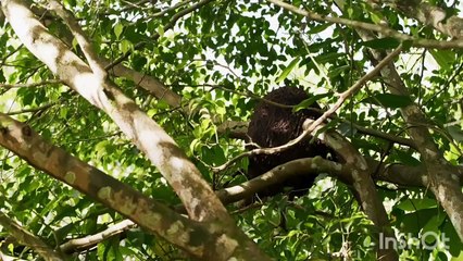 Wild Amazon Jungle Forest Wildlife Documentary In Hindi - Documentary Hindi Language(HD)