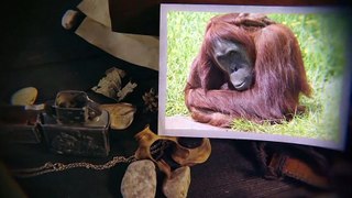 Zoo de La Boissière du Doré - La famille des orangs-outans / The Orangutans family