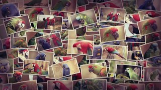 Les perroquets du BioParc de Doué La Fontaine / Parrots at the BioParc de Doué La Fontaine