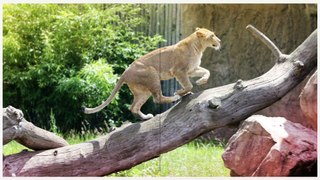 ZooParc de Beauval - La terre des lions (version adulte) - Land of the lions (adult version)