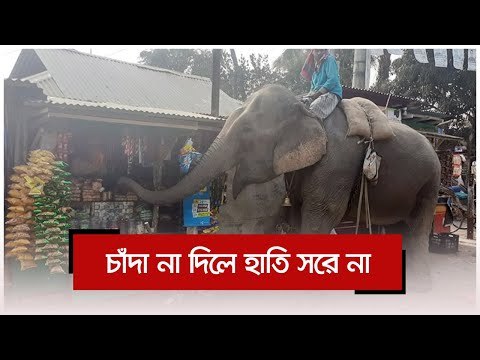 চাঁদা না দিলে হাতি সরে না | Jagonews24.com
