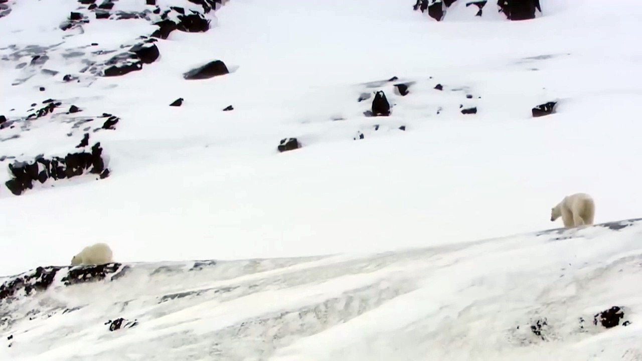 Kutup ayılarının kar keyfi: Tepeye tırmanıp aşağı kayıyorlar