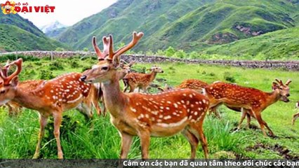 Mơ thấy con nai có tỉ lệ trúng cao nhất