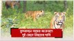সুন্দরবনে বাঘের আক্রমণে দুই জেলে নিহতের দাবি | Jagonews24.com