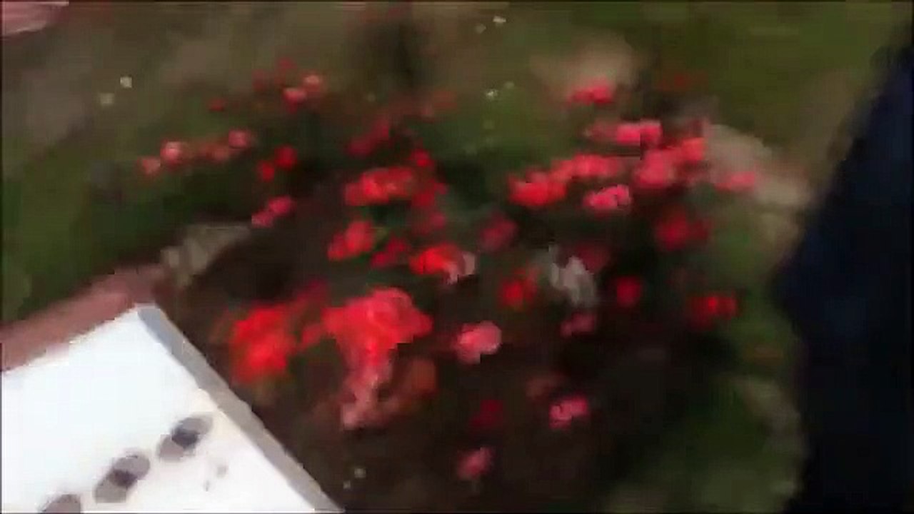 Fantasmas y bestias captadas en camara