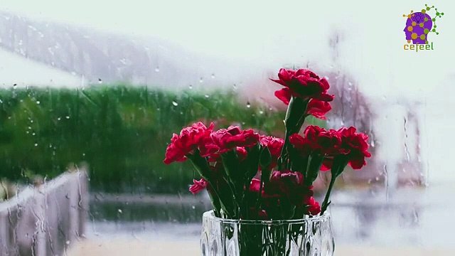 15 Minute Therapeutic Music | Relaxing | Calming | Soothing | Nice | Nature | Meditation | Healing | Study | Sleep | Positive Energy