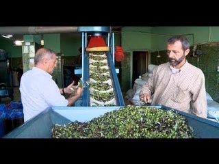 كان غير شكل الزيتون  - جهاد زهري