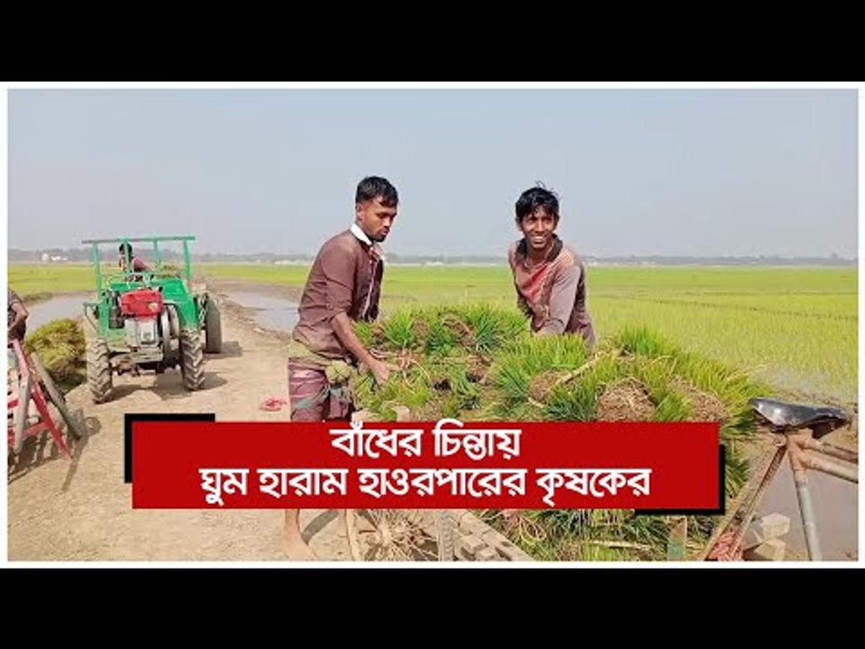 বাঁধের চিন্তায় ঘুম হারাম হাওরপারের কৃষকের  | Jagonews24.com