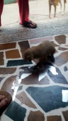 My Pets- Funny Dogs Playing Video