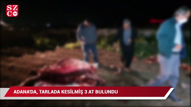 Adana'da kesilmiş 3 at bulundu