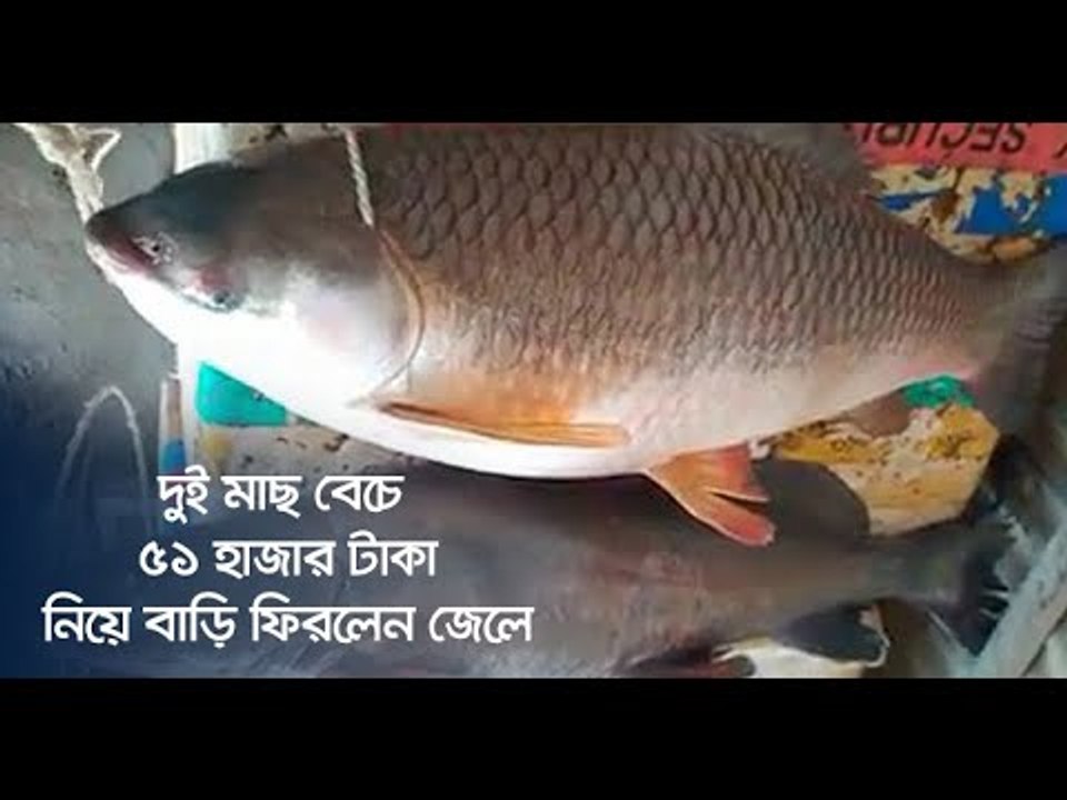 দুই মাছ বেচে ৫১ হাজার টাকা নিয়ে বাড়ি ফিরলেন জেলে | Jagonews24.com