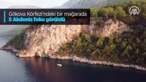 Gökova Körfezi'ndeki bir mağarada 5 Akdeniz foku görüldü