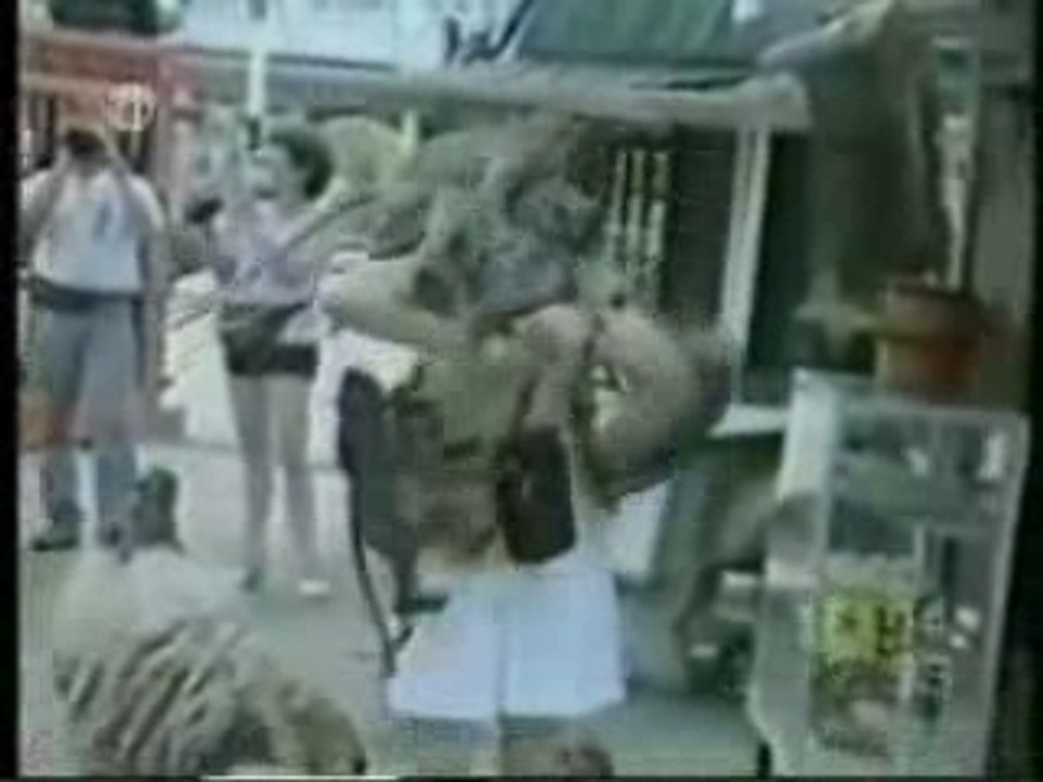 Funny Animmals