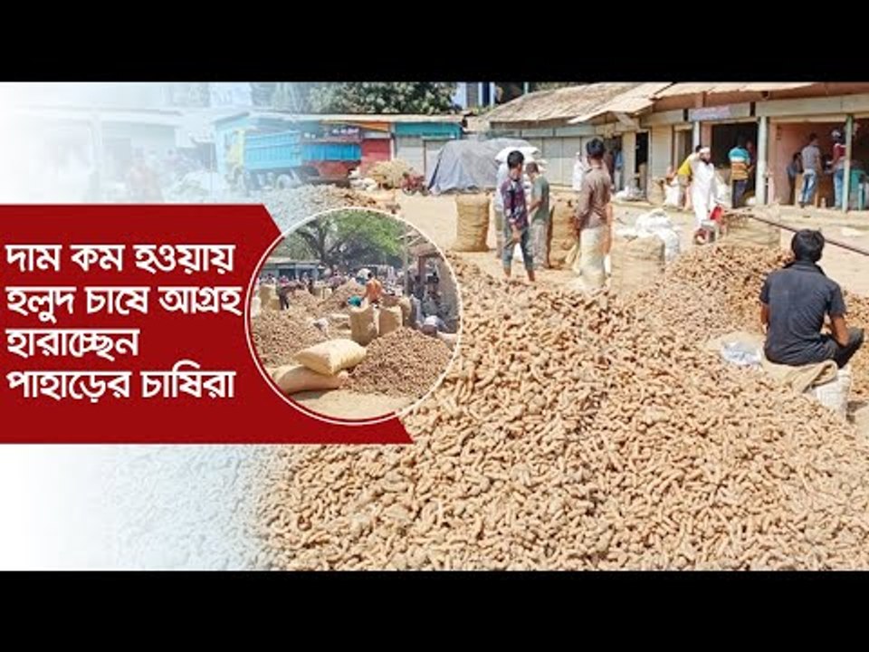 দাম কম হওয়ায় হলুদ চাষে আগ্রহ হারাচ্ছেন পাহাড়ের চাষিরা | Jagonews24.com