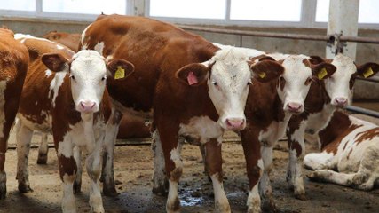 Kars’ta corona buzağıları öldürdü