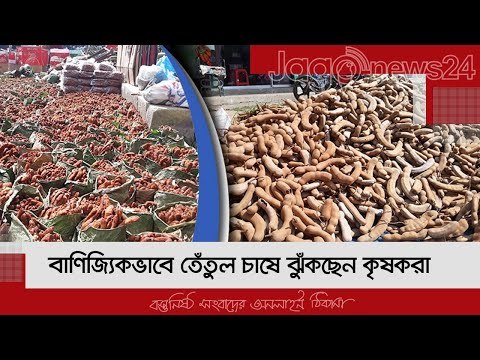 বাণিজ্যিকভাবে তেঁতুল চাষে ঝুঁকছেন কৃষকরা | Jagonews24.com
