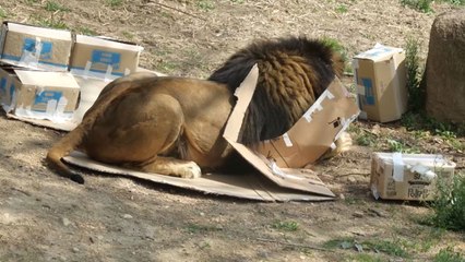 [기업] LG 가전 포장재, 동물원 사자·호랑이 놀이도구로 쓰인다 / YTN