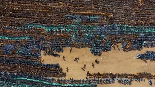 Massengrab in China: Das wurde aus den Billig-Leihrädern