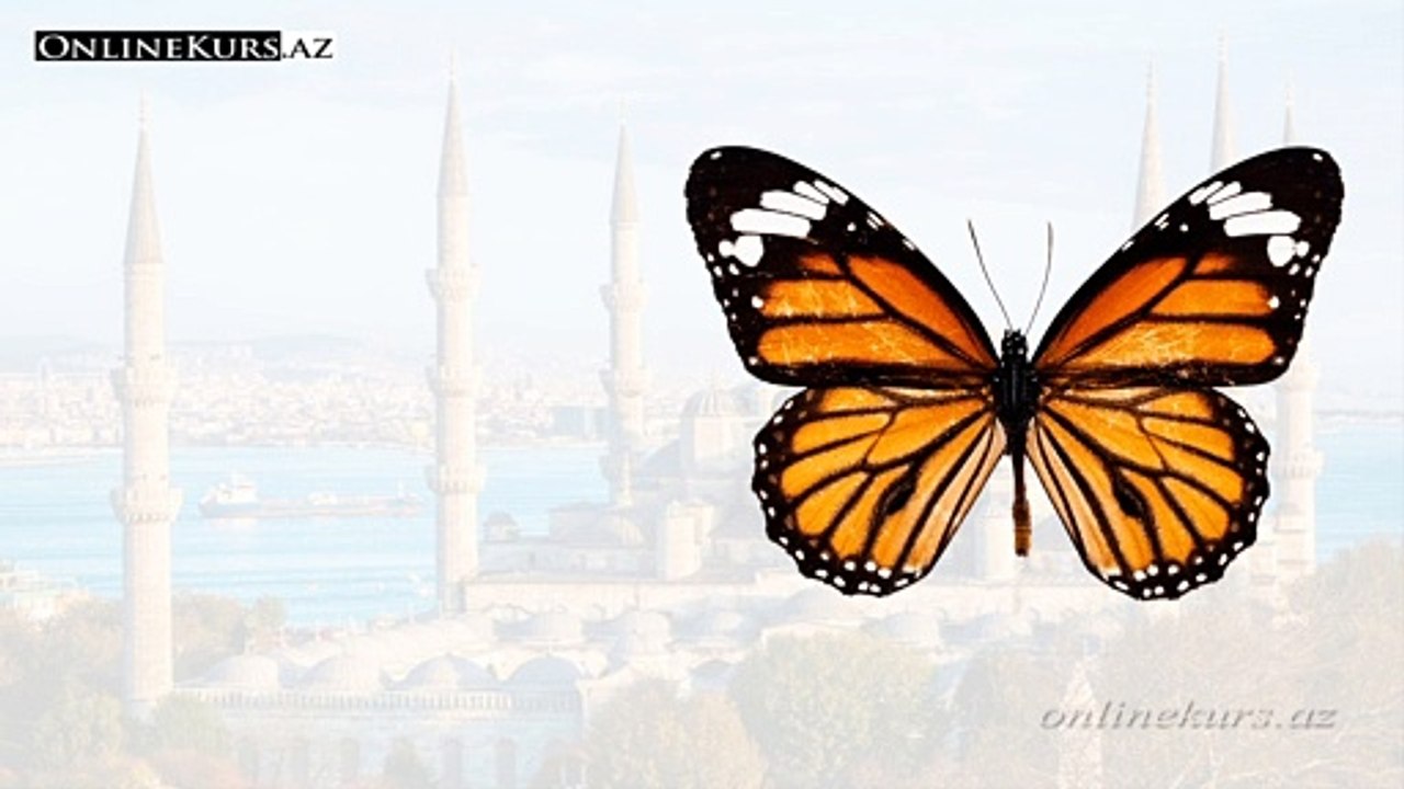İnsect names in Turkish