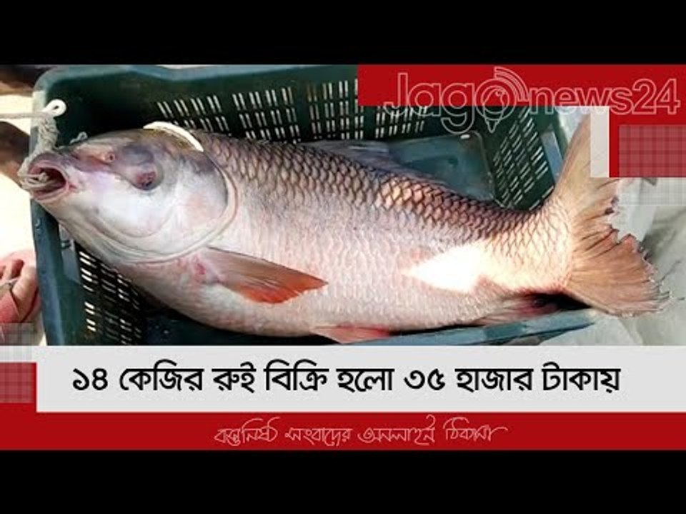 ১৪ কেজির রুই বিক্রি হলো ৩৫ হাজার টাকায় | Jagonews24.com