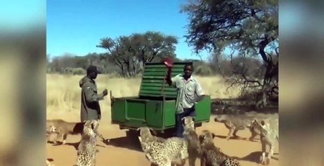 Çitaları elleriyle besleyen adam