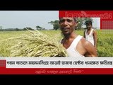 গরম বাতাসে ময়মনসিংহে আড়াই হাজার হেক্টর ধানক্ষেত ক্ষতিগ্রস্ত | Jagonews24.com