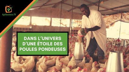 Burkina Faso : Dans l’univers d’une étoile des poules pondeuses