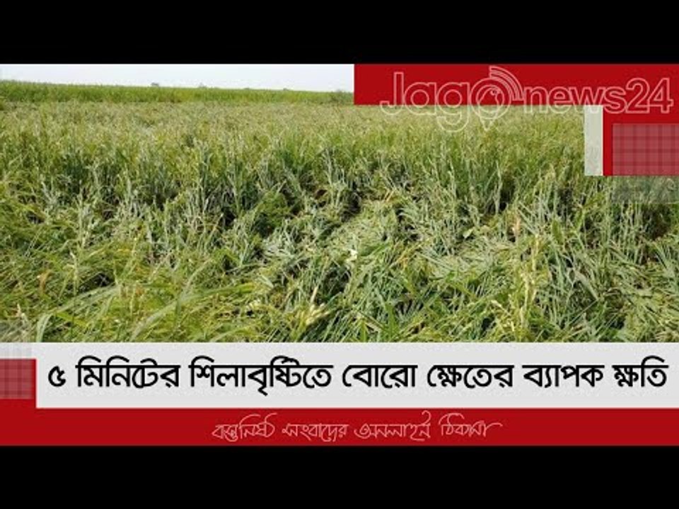 ৫ মিনিটের শিলাবৃষ্টিতে বোরো ক্ষেতের ব্যাপক ক্ষতি | Jagonews24.com