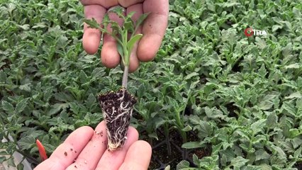 Pandemide sebze fidesine talep tavan yaptı