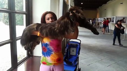 Top 10 Gatos ANORMALMENTE Extraños