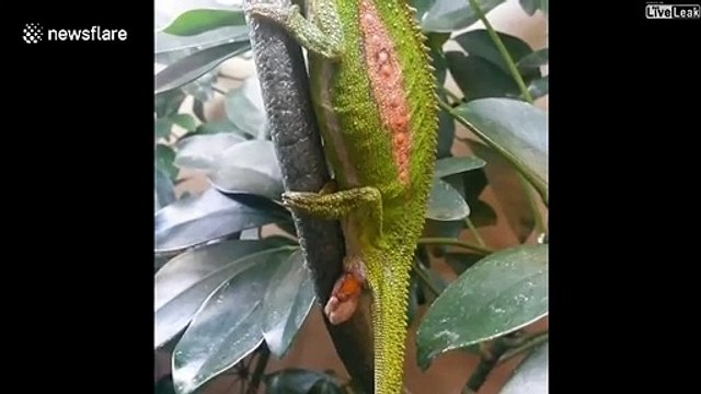 Assistez à la naissance de bébés caméléons... magnifique